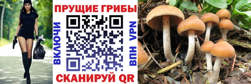 Галлюциногенные грибы Magic Shrooms Уржум